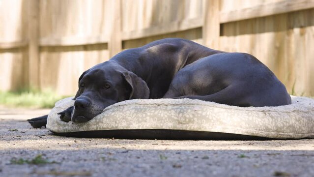 Great Dane dog lays on her outdoor bed in the spring sunshine