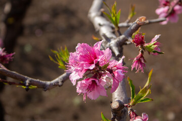 モモ　学名：Aprunus persica（Amygdalus persica）生薬名：トウニン、ハクトウカ