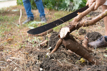 Farmer picking cassava in the field. Large cassava roots. Cassava planting area.