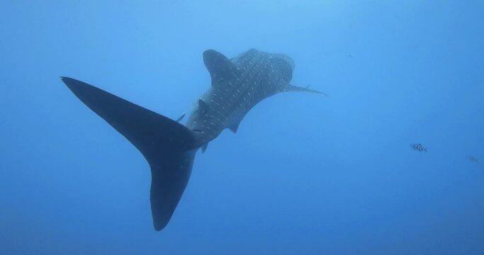 freediving with big whale shark