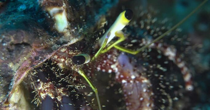 macro view of hermit crab