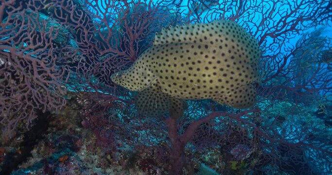 barramundi fish hiding in sea fans