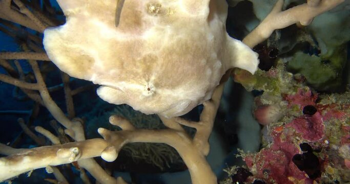 white frog fish sitting up-side down