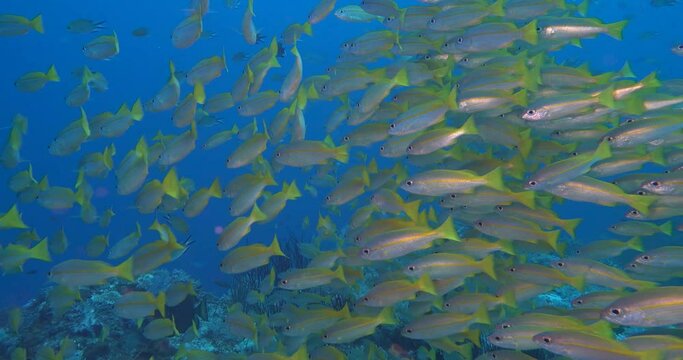 big school of five lined snappers