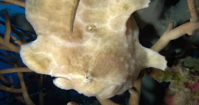 white frog fish sitting, up-side down close view
