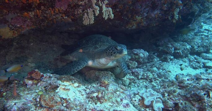 green sea turtle moving out
