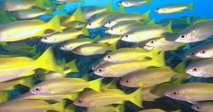  school of five lined snappers side view