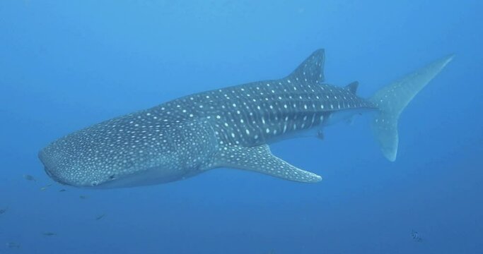 shallow freediving with big whale shark