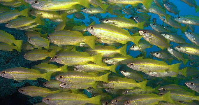 school of five lined snappers
