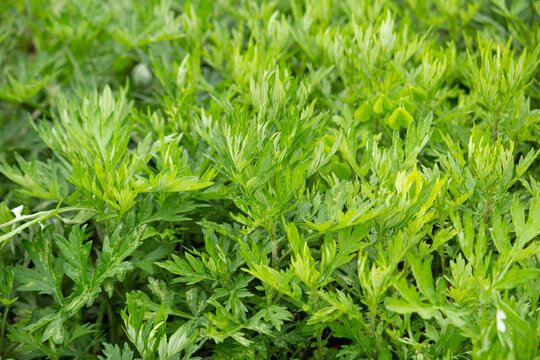 ヨモギ（日本でよもぎ餅に使われる植物）：別名モグサ　学名：Artemisia princeps　生薬名はガイヨウ
