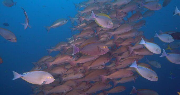 school of fish in blue water