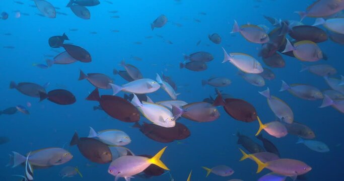 school of surgeon fish in slow current