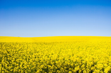 Fototapeta premium A field in Denmark