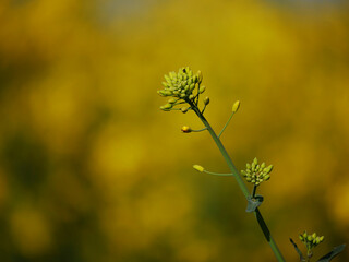 Rapeseed plant flowering isolated against yellow background