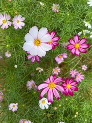 Pink cosmos and Picotee Cosmos or candy stripe cosmos flowers looming with sunrise in Spring Season.	