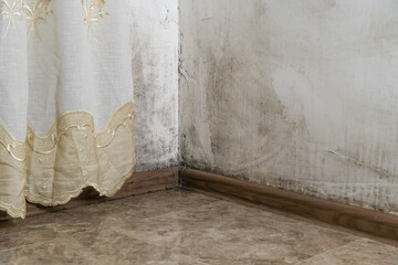 Black mold in the corner of the wall of the room with a curtain - obrazy, fototapety, plakaty