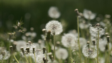 Dandelion field. Dandelions blowball and green grass. Nature on spring