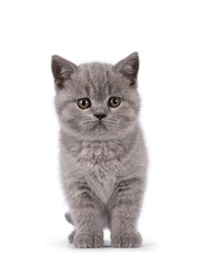 Adorable blue British Shorthair cat kitten, standing up facing front. Looking straight to camera. Isolated on a white background.