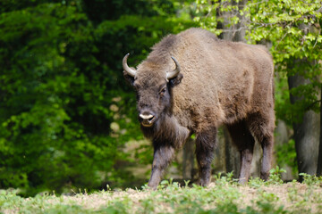 European wood bison Wisent, Bison bonasus in the forest