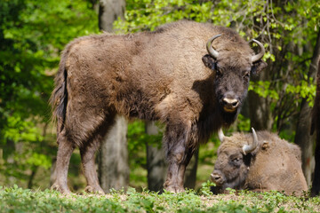 Two European wood bisons Wisent, Bison bonasus in the forest - obrazy, fototapety, plakaty