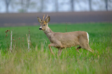 Young  Roe deer in a  grassland