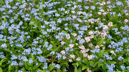 many colorful tiny flowers