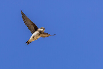 Sand martin (Riparia riparia)
