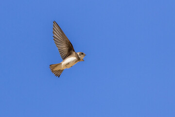 Sand martin (Riparia riparia)