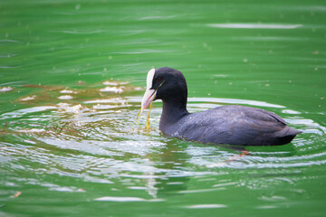 Common black coot swimming in a pond, genus Fulica, waterbird in Europe, birdwatching in nature