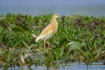 Squacco heron - Ardeola ralloides - wading in green vegetation with some mint plants. Photo from Danube Delta, Romania.