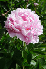 Pink Peony flower on a background of green leaves