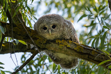 Chick of tawny owl - Strix aluco - perched and staring ahead. Photo from Danube Delta, Romania.