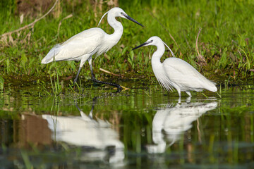 Two little egrets - Egretta garzetta - standing in the water with white reflection on water and green grass in background. Photo from Danube Delta, Romania.