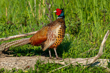 Colorful ring-necked Pheasant - Phasianus colchicus - standing on ground with green grass in background. Photo from Danube Delta, Romania.
