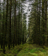 Slieveanorra Forest, Glenshesk, County Antrim, Northern Ireland, Glens of Antrim, Causeway Coastal Route, Moyle Way hiking trail