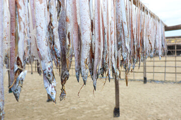 tasty dried and salted fish stock