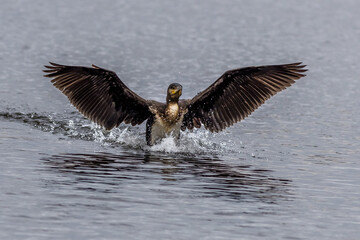 Cormorant (Phalacrocorax carbo)