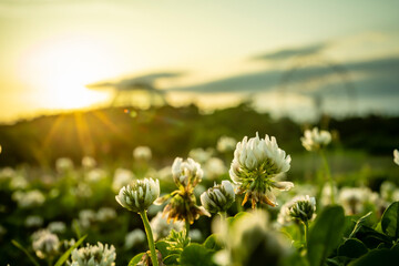夕景の葛西臨海公園　シロツメクサ