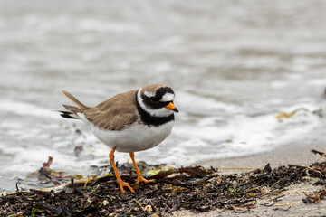 Cute and colorful plover,  Charadrius hiaticula, the common ringed plover standing on sea weeds on the beach  - 504899206