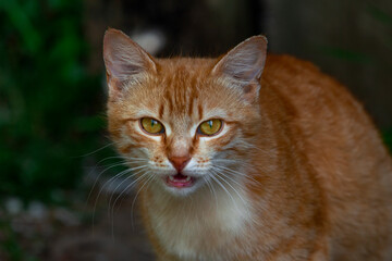 Cute, small, red cat with yellow eyes meows