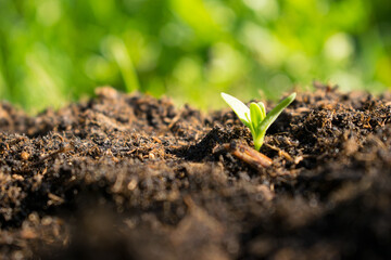 Small seedling grow in the morning sun. New plant life.