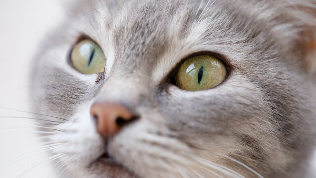 Beautiful grey cat muzzle with green eyes