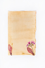 flowers on the vintage paper