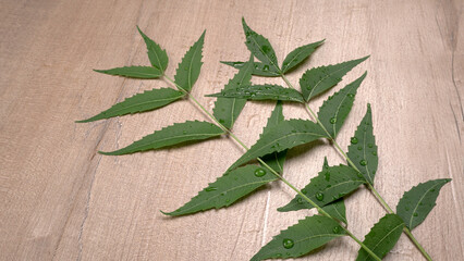 Neem leaves or Azadirachta Indica used as ayurvedic medicine with ground neem paste and juice Used in skin care, beauty products and creams.