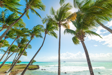 Fototapeta na wymiar Palm trees in Bas du Fort shore