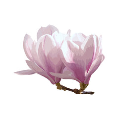 Magnolia watercolor flowers
