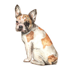 French Bulldog. Watercolor hand drawn illustration. French Bulldog watercolor turn around. Watercolor French Bulldog sitting layer path, clipping path isolated on white background.