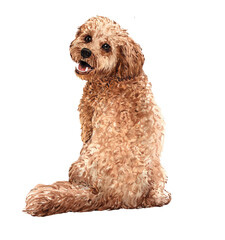 Cockapoo paint. Watercolor hand drawn illustration. Goldendoodle watercolor turn around. Watercolor Poodle dog sitting layer path, clipping path isolated on white background.