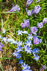 spring garden with blue flowers