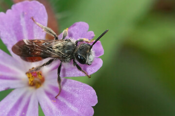 Closeup on a male red-girdled mining bee, Andrena labiata on a purple geranium pyrenaicum flower